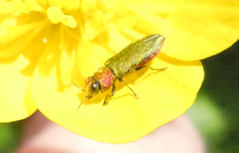 Anthaxia nitidula femmina